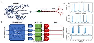 Perspective: an optoelectronic future for heterogeneous, dendritic computing